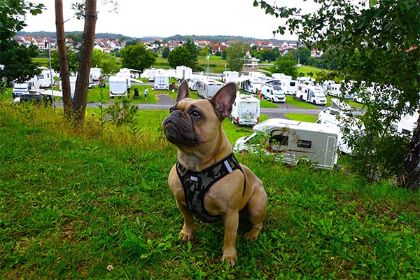 Hund auf dem Reisemobilhafen